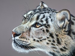 Staring Snow Leopard by Gina Hawkshaw - Original Painting on Box Canvas sized 40x30 inches. Available from Whitewall Galleries
